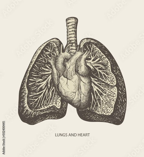 Detailed pencil drawing of human lungs and heart on old paper background. Vector medical poster. Hand-drawn anatomically correct illustration of internal organs in retro style. Creative t-shirt design