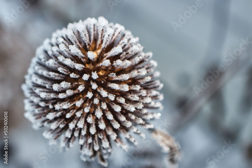 Closeup shot of a beautiful frozen seedhead in wintertime photo