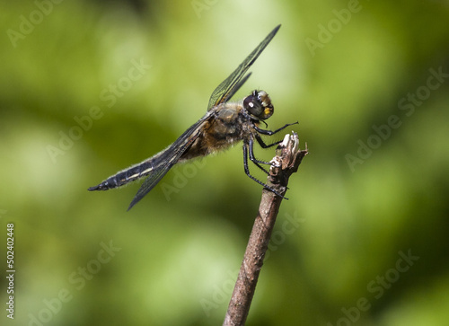 Selective focus shot of a dragonfly on a branch photo