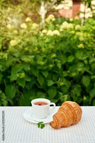 Two cup black tea with camomile and fresh croissants on the table against white background. Flat lay, spring breakfast conceptual composition