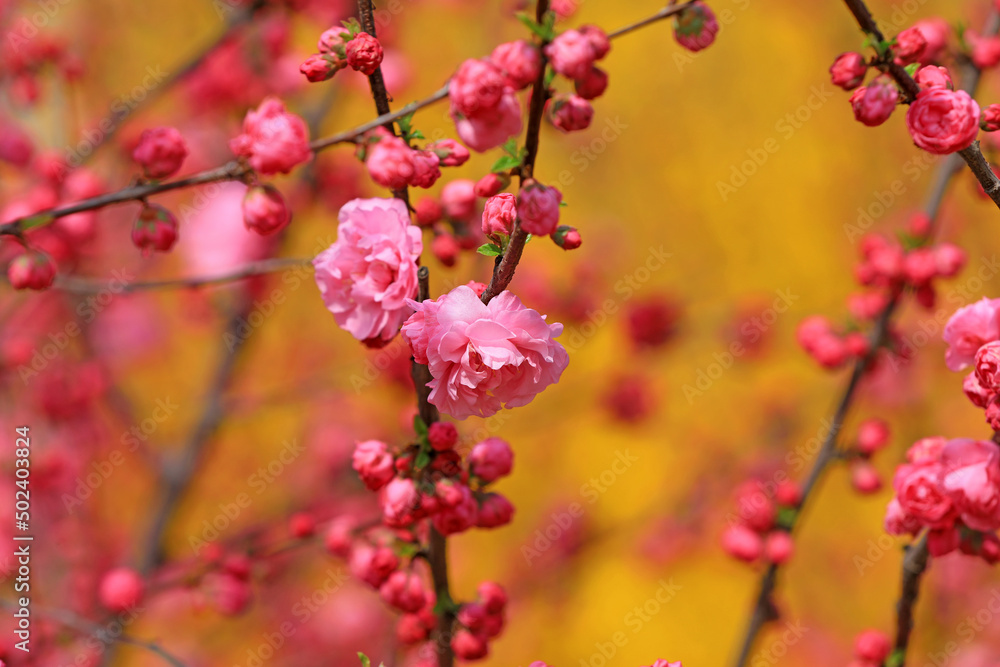 Beautiful elm leaf plum flowers are in the park, North China Beautiful elm leaf plum flowers are in the park, North China