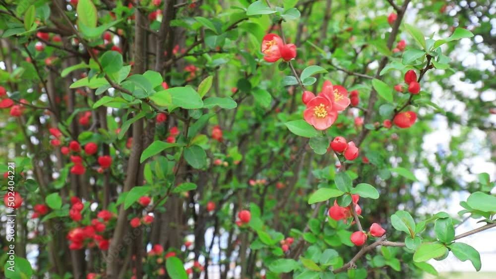 Beautiful stick stem Begonia flowers in the park, North China Beautiful stick stem Begonia flowers in the park, North China