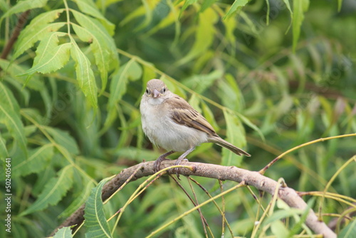 cute little house sparrow on a green neem tree branch