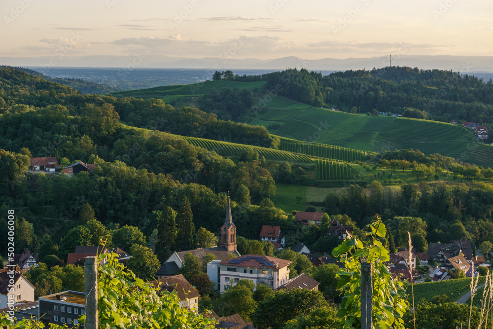 Obraz premium Golden sunset over beautiful landscape with the wine fields of the Black Forest, Sasbachwalden, Germany
