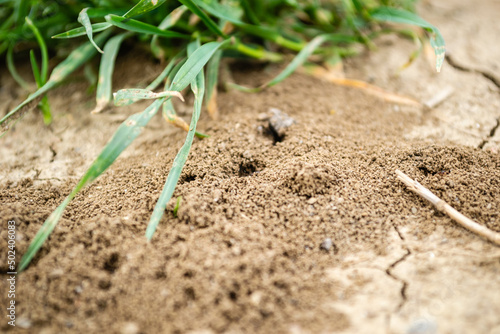 Close-up image of anthill in soil. Picture of an anthill built in the ground in close-up.
