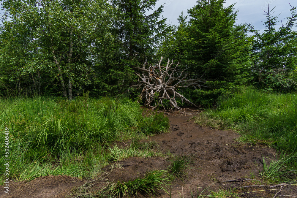 Fototapeta premium Dead and fallen tree roots surrounded by green grass on Lotharpfad in Black Forest, Germany