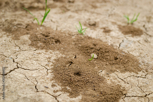 Close-up image of anthill in soil. Picture of an anthill built in the ground in close-up.