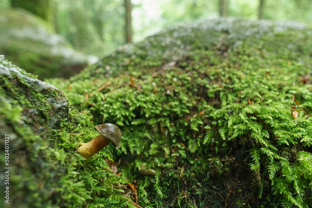 close up of a young Boletus badius mushroom on green mossy ground in the black forest close up of a young Boletus badius mushroom on green mossy ground in the black forest