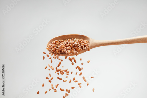 Falling, putting wheat grains from a  white wooden spoon into a pile on a white background.