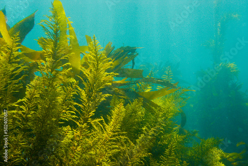 View of weed algae underwater in California photo