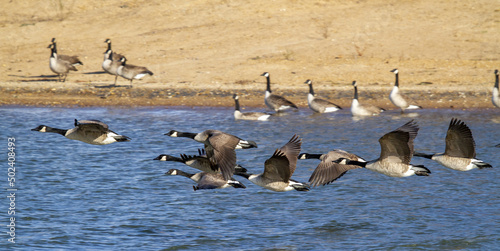 Foto Skein of beautiful geese flying over the lake on a sunny day