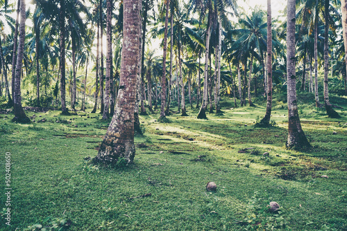 Tropical landscape. Beautiful green coconut palms plantation. © luengo_ua