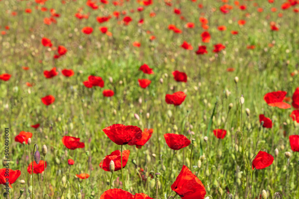 Red flowering corn poppies on the side of the road in Rheinhessen/Germany