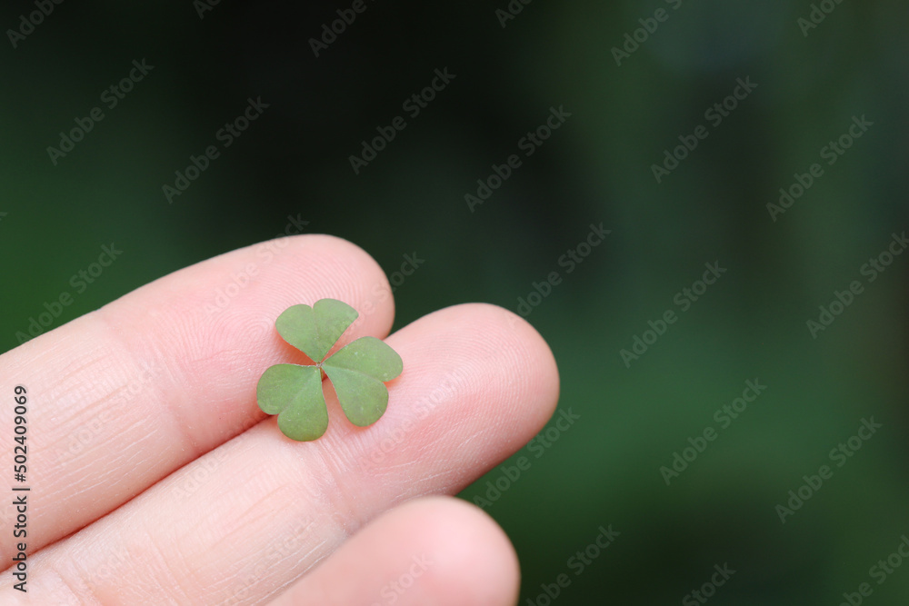 small plant clover in hand close up with green background small plant clover in hand close up with green background