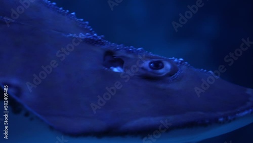 Close up of Giant Guitarfish or Rhynchobatus djiddensis swims underwater, inhabitants of the sea world photo
