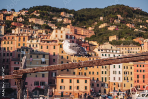 Fototapeta Naklejka Na Ścianę i Meble -  CAMOGLI, ITALY-JULY 2021: The colorful fishermens village on the coastline of Liguria
