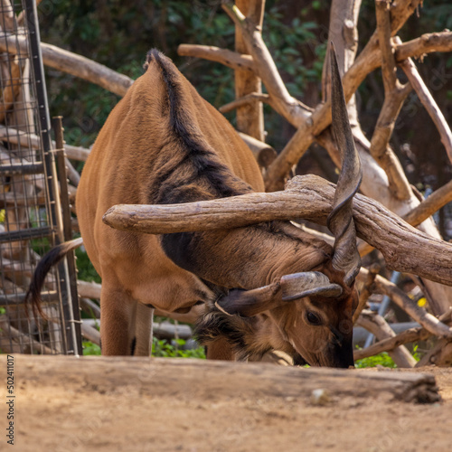 Eastern Giant Eland in the fenced area of the zoo near the tree branch photo