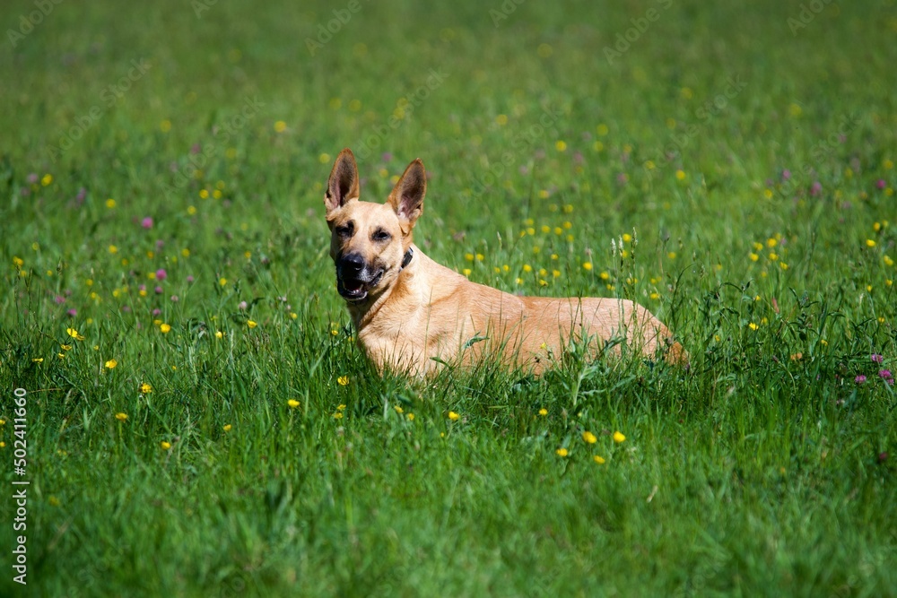 Happy belgian shepherd dog in the middle of a field of yellow flowers at spring Happy belgian shepherd dog in the middle of a field of yellow flowers at spring