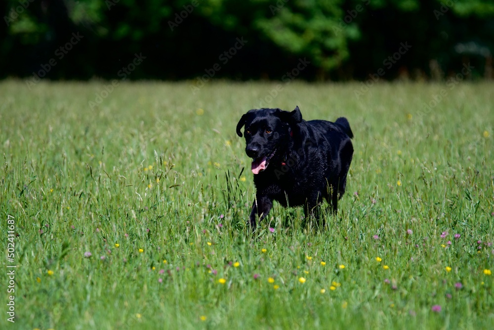 Happy black labrador dog in the middle of a field of yellow buttercup flowers at spring