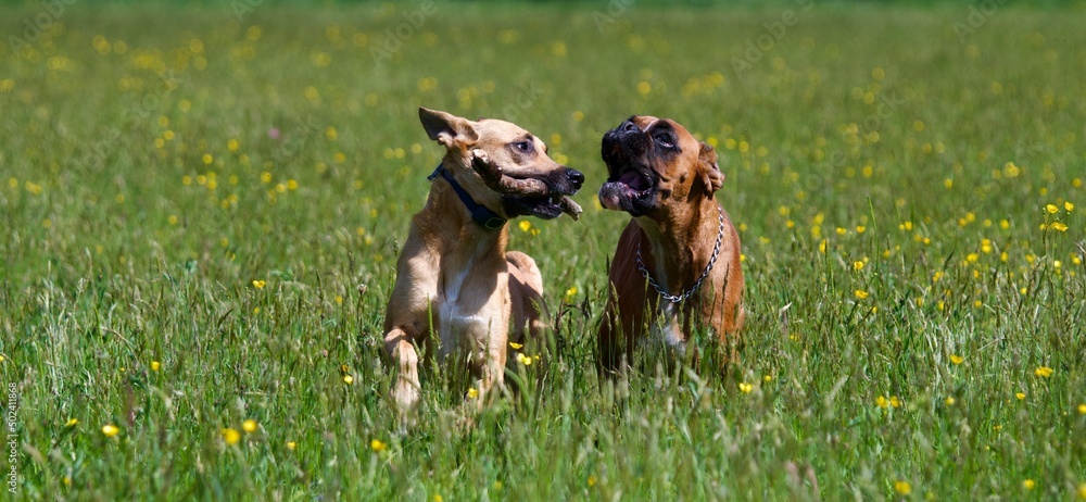 2 dog fighting for a stick of wood in the middle of a field in a spring sunny day. These are a boxer dog and a belgian shepherd.