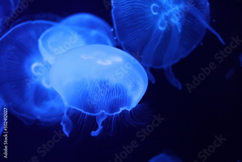Bioluminescent Jellyfish © Christian