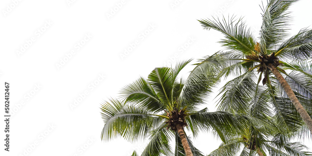 Fototapeta premium palm tree isolated on white