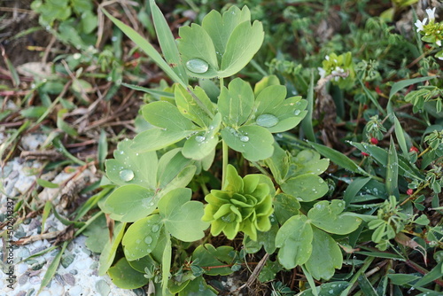 Wallpaper Mural Leaves collecting rain Torontodigital.ca