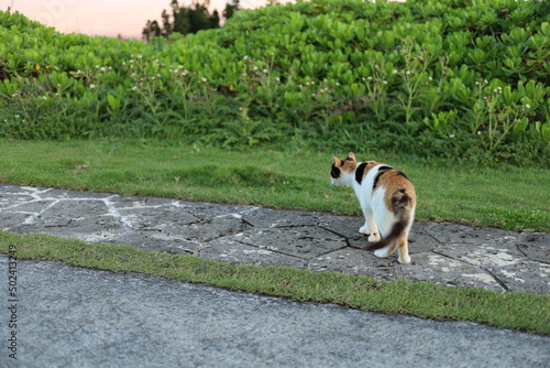 A stray not straying from the path