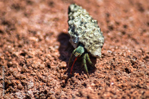 Closeup of a green hermit crab crawling on rocks photo