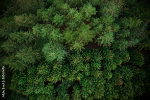 Top view shot of a pine forest during the day photo