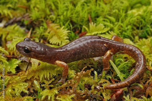 Closeup on an Ensatina eschscholtzii salamander sitting on green moss