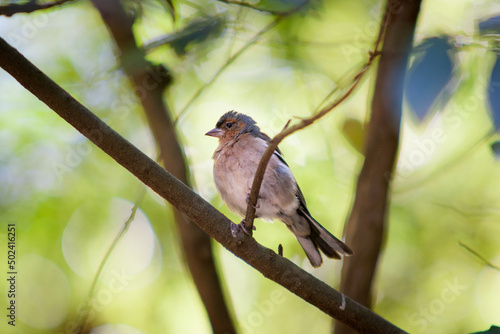 Closeup shot of an adorable small bird perched ona branch of a tree in a forest