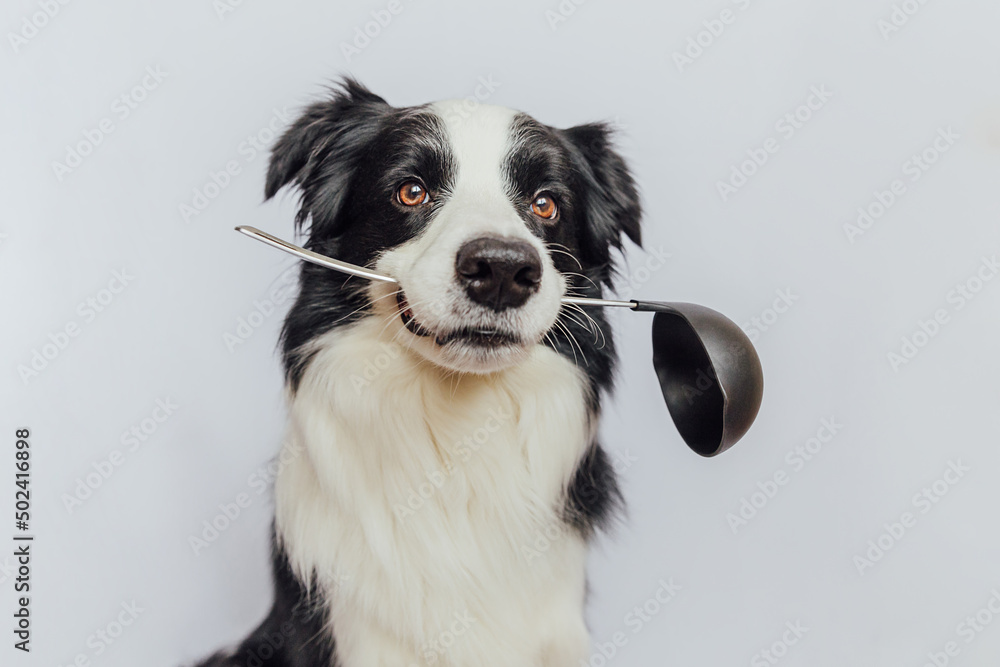 Border collie store homemade food