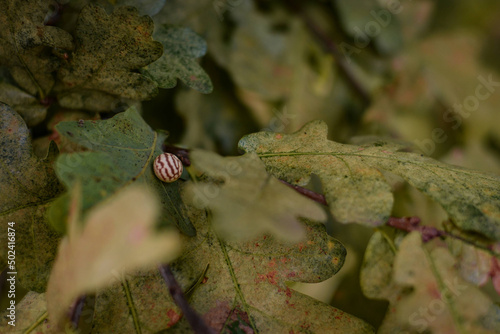 Selective focus shot of a Colorado beetle on an oak leaf photo