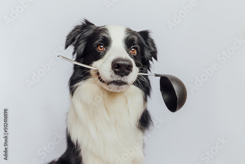 Funny cute puppy dog border collie holding kitchen spoon ladle in mouth isolated on white background. Chef dog cooking dinner. Homemade food, restaurant menu concept. Cooking process. © Юлия Завалишина