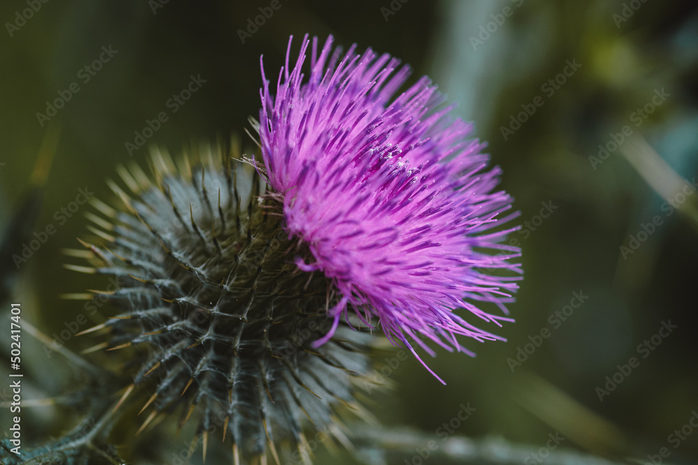 Bright pink and dark green thorny thistle weed macro shot in even natural light Bright pink and dark green thorny thistle weed macro shot in even natural light