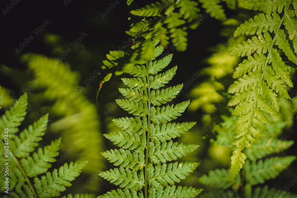 Closeup macro texture of lush green fern leaves in the rainforests of the Pacific Northwest against a dark black background Closeup macro texture of lush green fern leaves in the rainforests of the Pacific Northwest against a dark black background
