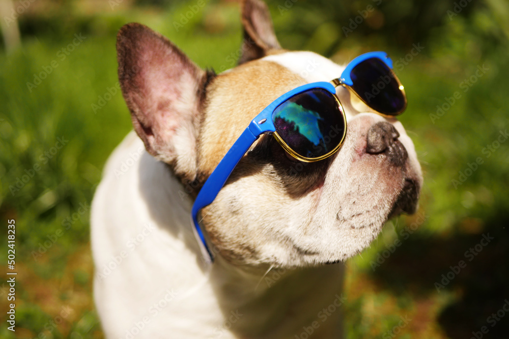 French bulldog in sunglasses. Summer vacation concept. Outdoor time French bulldog in sunglasses. Summer vacation concept. Outdoor time