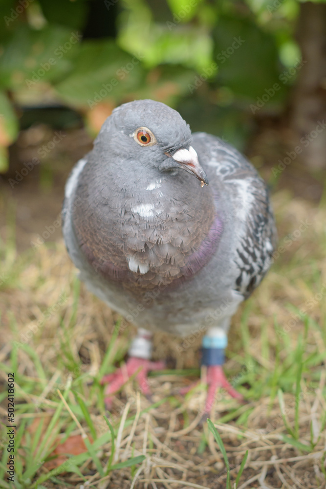 Obraz premium Chipped gray dove. Close-up