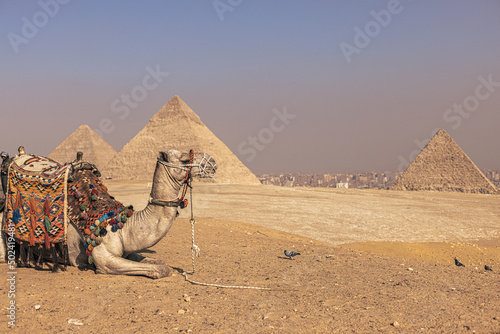 Giza  Egypt -  November 14  2021  Camels by the great ancient Pyramids of Giza  Egypt
