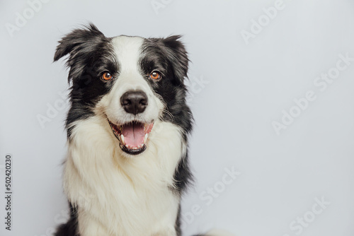 Cute puppy dog border collie with funny face isolated on white background. Cute pet dog. Pet animal life concept.