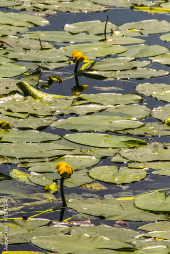 Obraz na plátně Closeup of yellow water-lilies (Nuphar lutea) in the pond