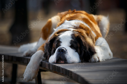 Photography portrait of adult saint bernard purebred dog