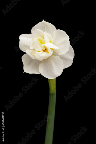 Fototapeta Naklejka Na Ścianę i Meble -  Spring flower daffodils or narcissus blooming on black background.