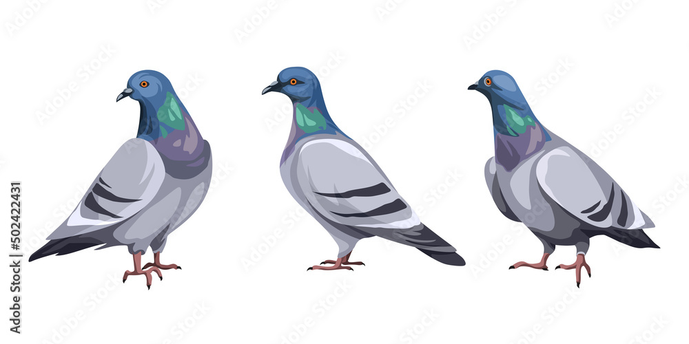 Obraz premium Set of pigeon birds isolated on a white background. Vector illustration