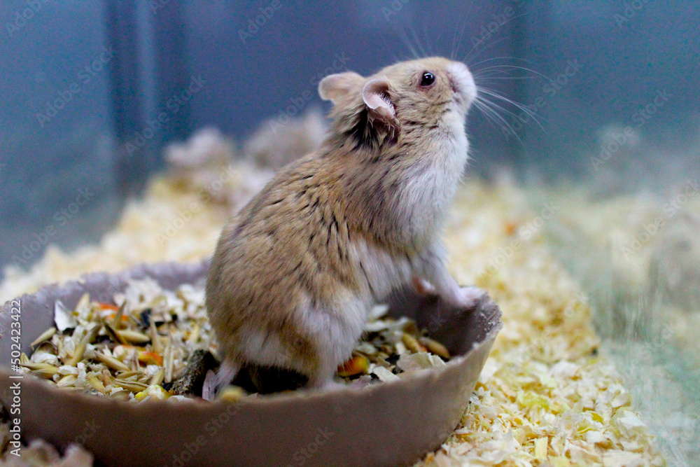 Picture of Hamster in a glass cage looks enchanted into the distance Stock Photo ...