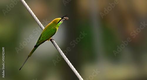 Selective of a blue-cheeked bee-eater (Merops persicus) on a line photo