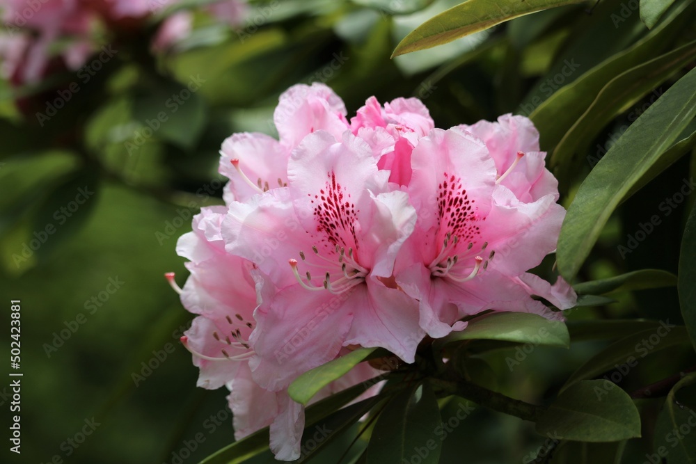 rhododendrons rose rhododendrons rose