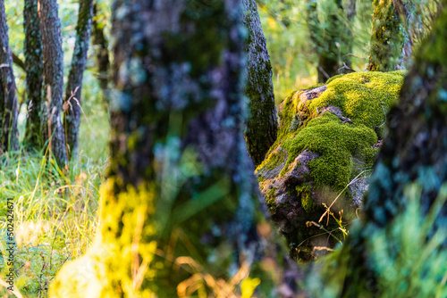 Roche et mousse dans un sous-bois de feuillus, Molompize, Cantal, Auvergne-Rhône-Alpes, France photo