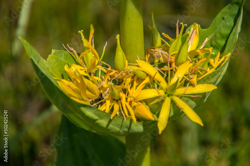 Closeup shot of beautiful yellow Gentiana lutea herbaceous perennial plant photo